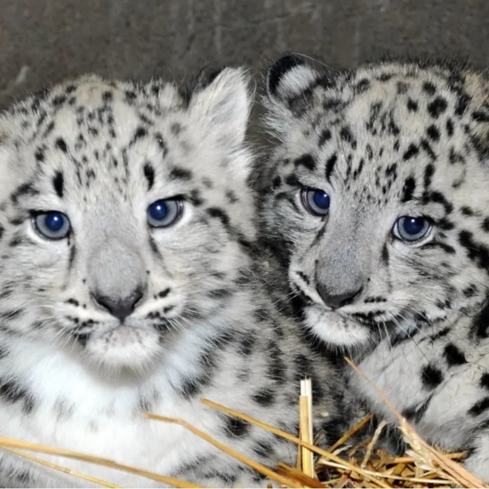 not in current service